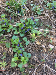 Viola