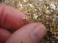 Nemacladus breviflorus