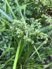 Cyperus virens