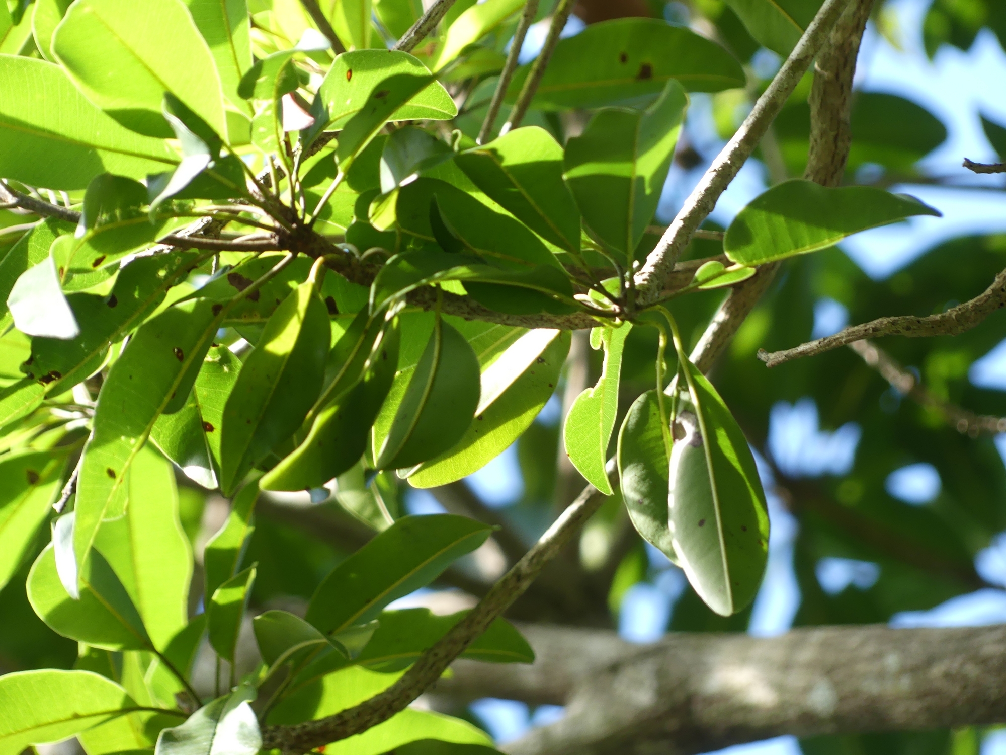 Imagem de Sapoti