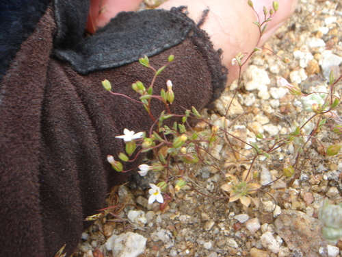 Image of Nemacladus breviflorus by no rights reserved