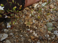 Nemacladus breviflorus