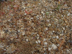 Nemacladus breviflorus