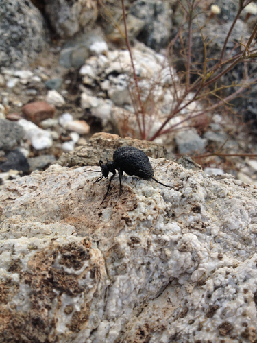 iNaturalist observation photo of Inflated Beetle