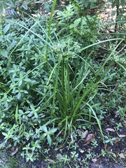 Cyperus virens