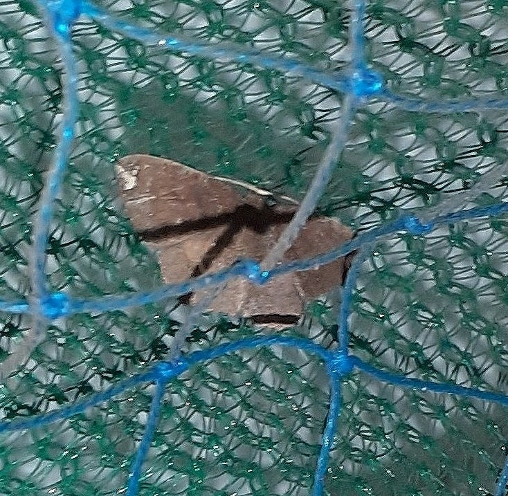 Geometer Moths from Mumbai Veterinary College, Goregaon on January 20, 2024 at 1224 PM by Soham