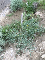 Ferula