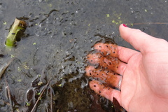 Lithobates sylvaticus