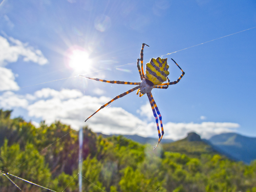 Common Garden Orbweb Spider