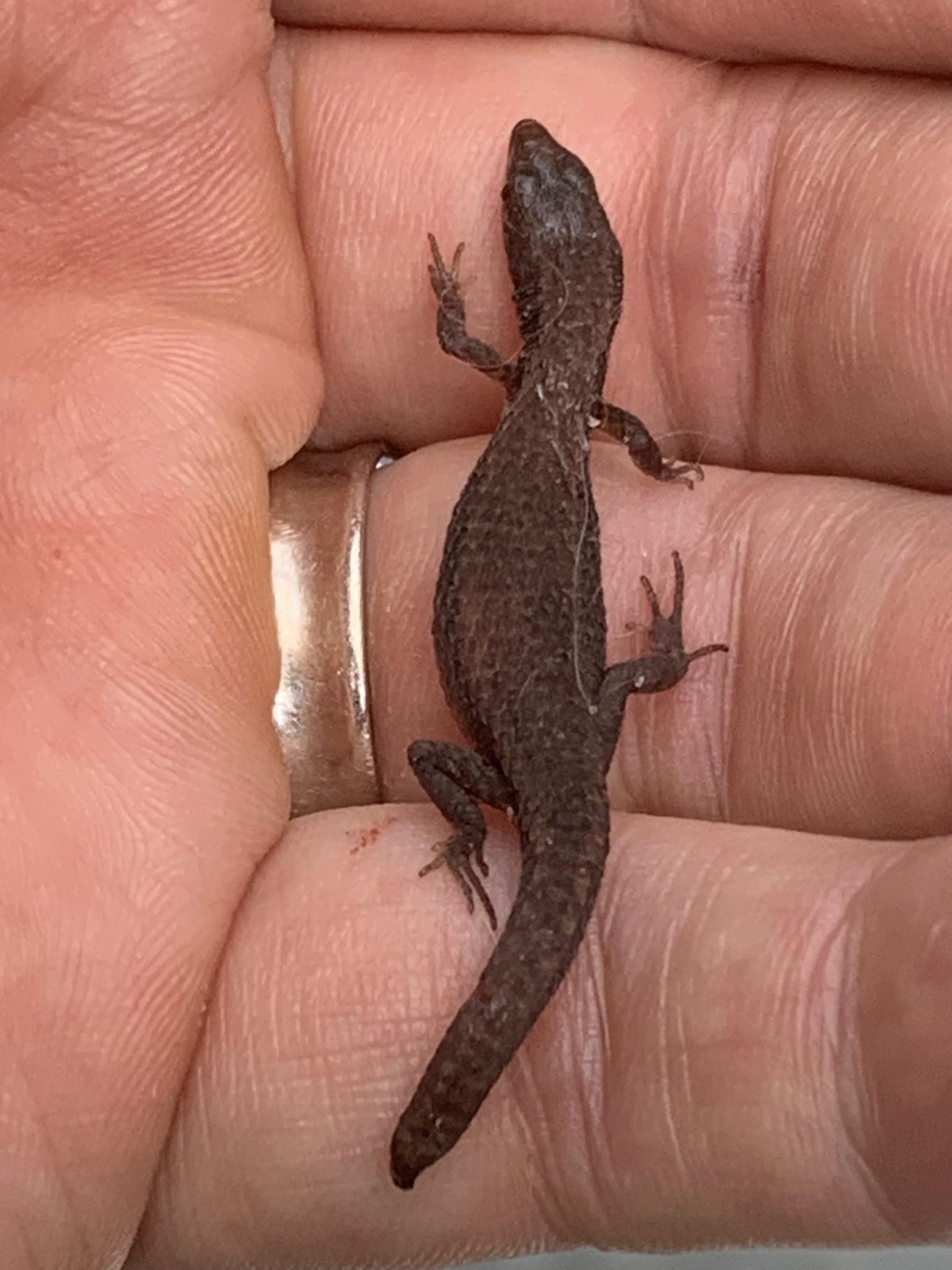 Alopoglossus angulatus (Linnaeus, 1758)