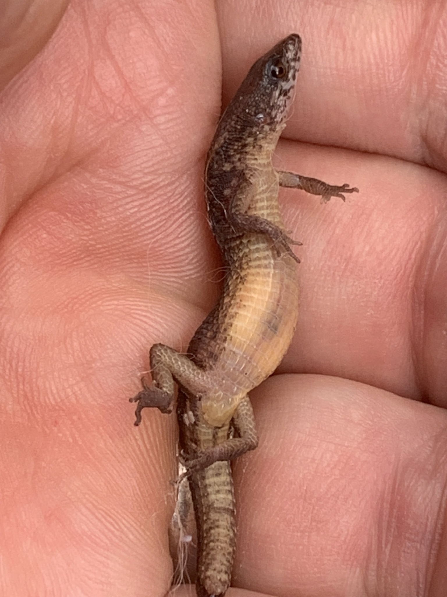 Alopoglossus angulatus (Linnaeus, 1758)