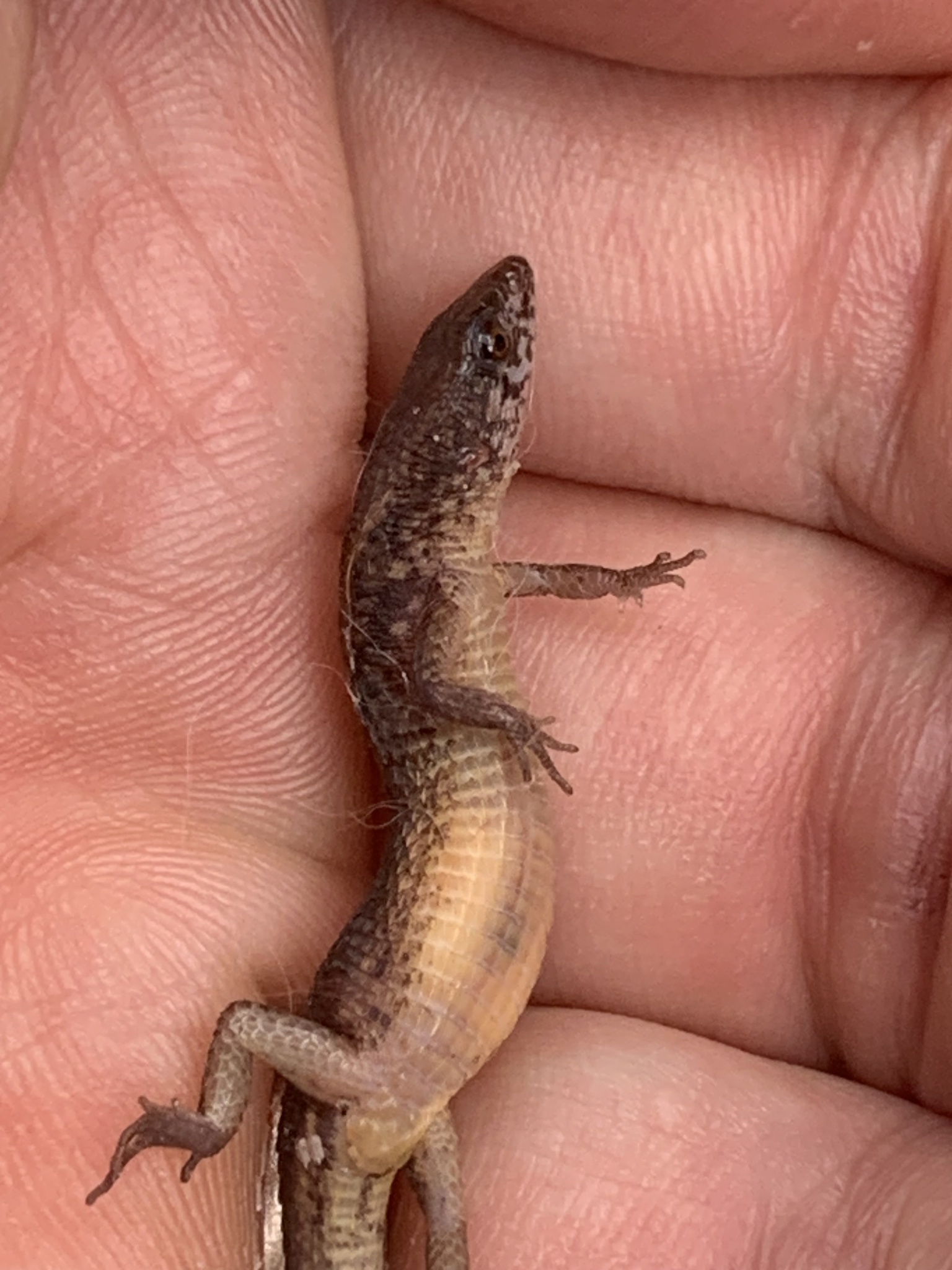 Alopoglossus angulatus (Linnaeus, 1758)