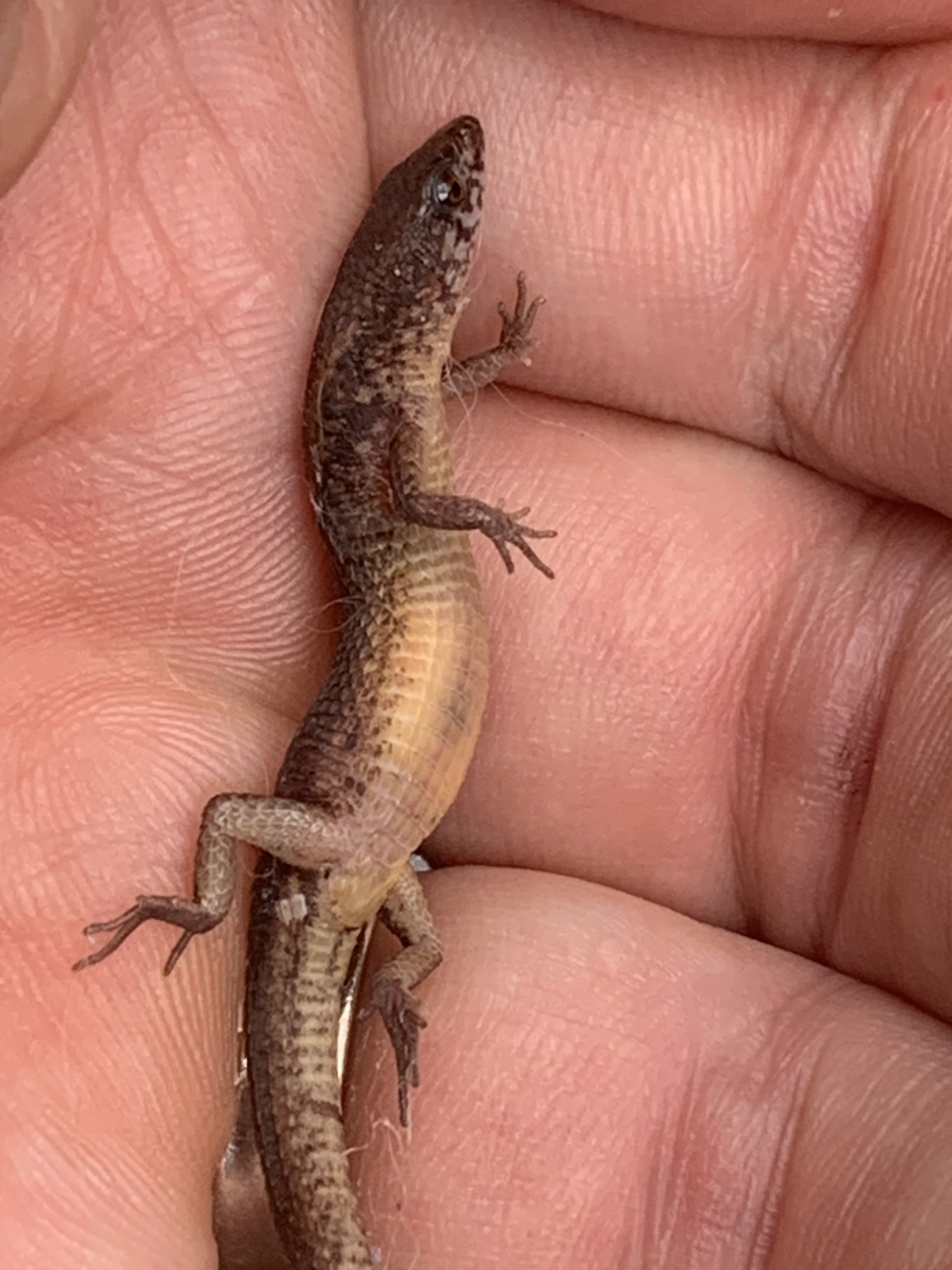 Alopoglossus angulatus (Linnaeus, 1758)
