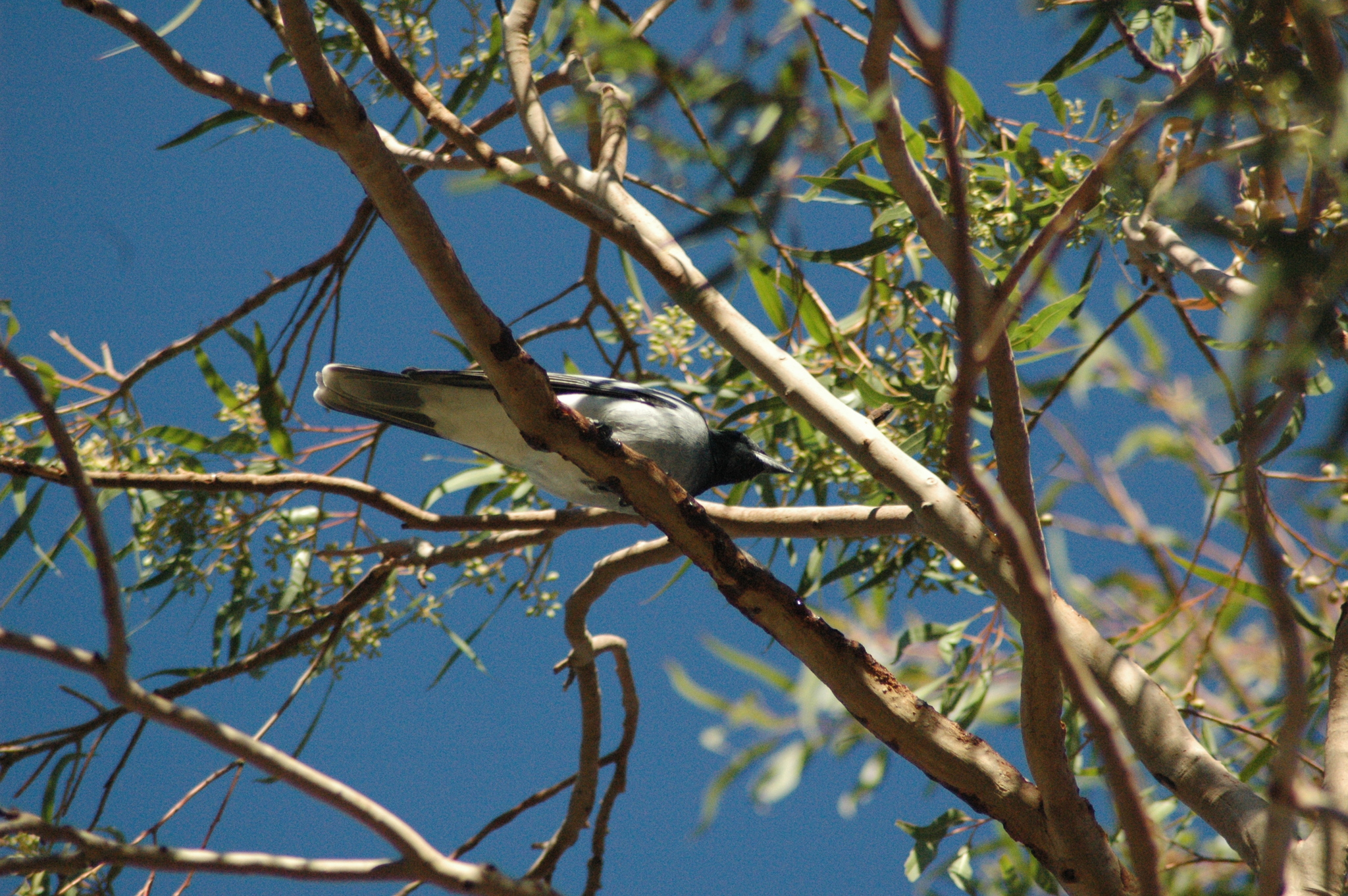 Black-faced Cuckooshrike