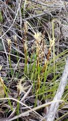 Carex geyeri