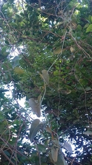 Aristolochia taliscana