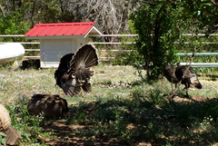 Meleagris gallopavo mexicana