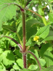 Sigesbeckia agrestis