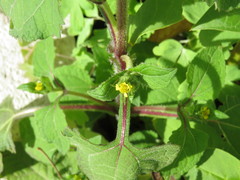 Sigesbeckia agrestis