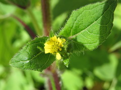 Sigesbeckia agrestis