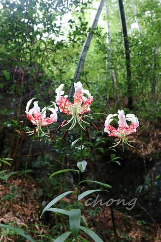 Lilium speciosum iNat (3)