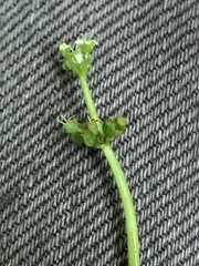Hydrocotyle tribotrys