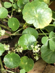 Hydrocotyle tribotrys