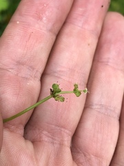 Hydrocotyle tribotrys