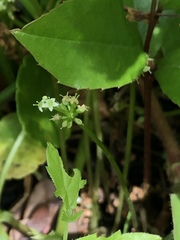 Hydrocotyle tribotrys