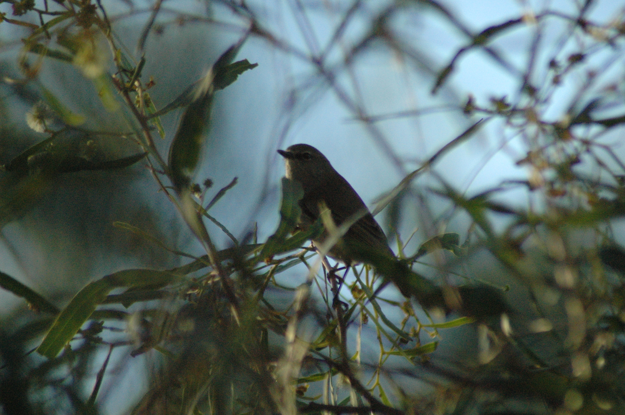 Western Gerygone (Gerygone fusca)