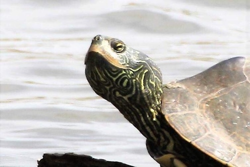 Northern Map Turtle