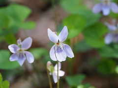 Viola grypoceras