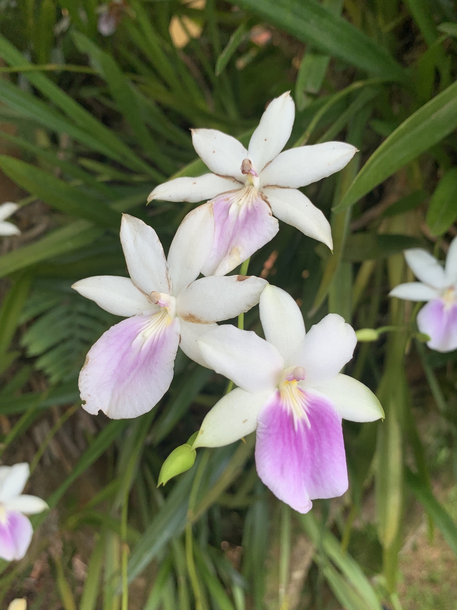 Imagem de Orquídea