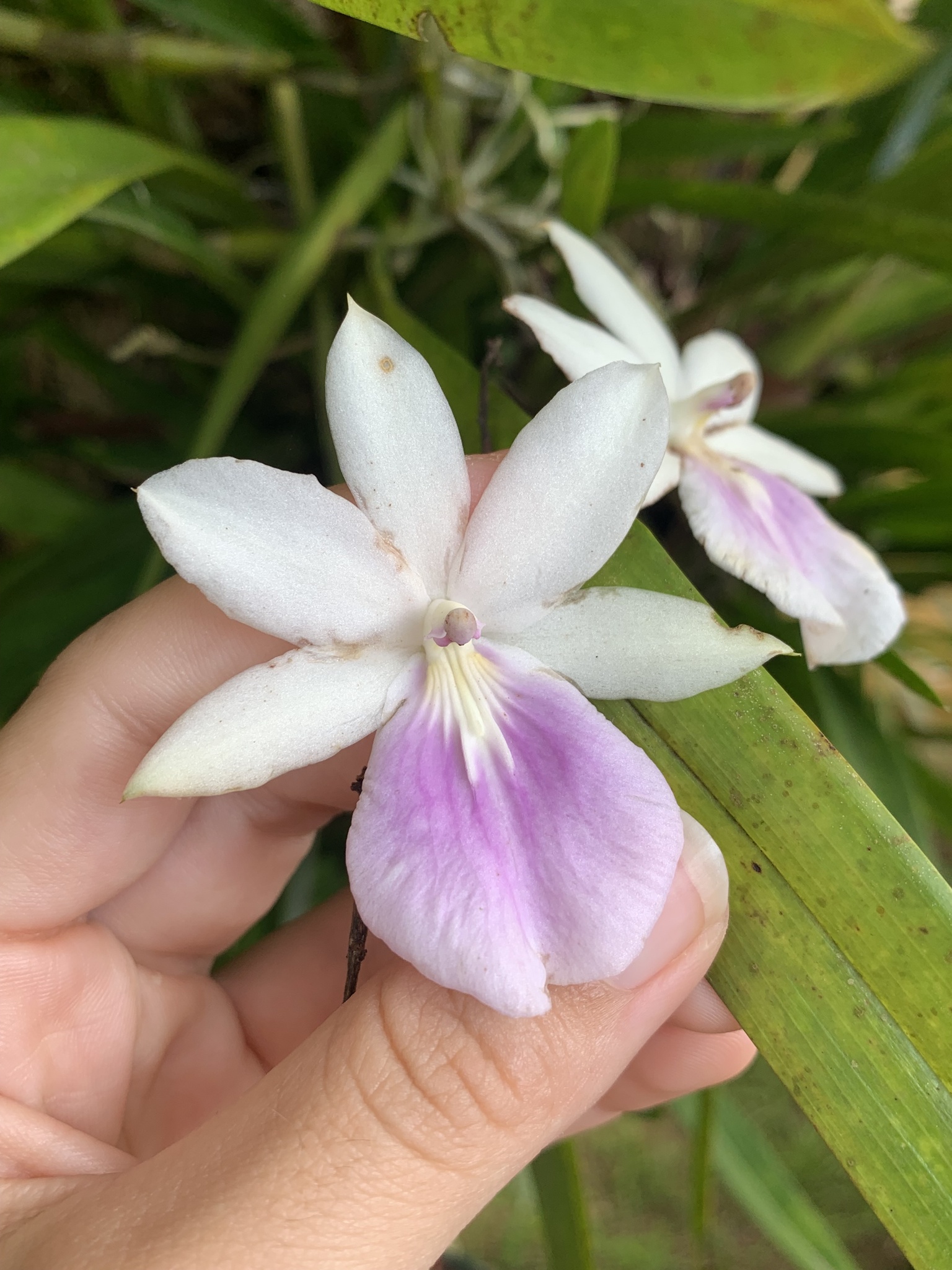 Imagem de Orquídea