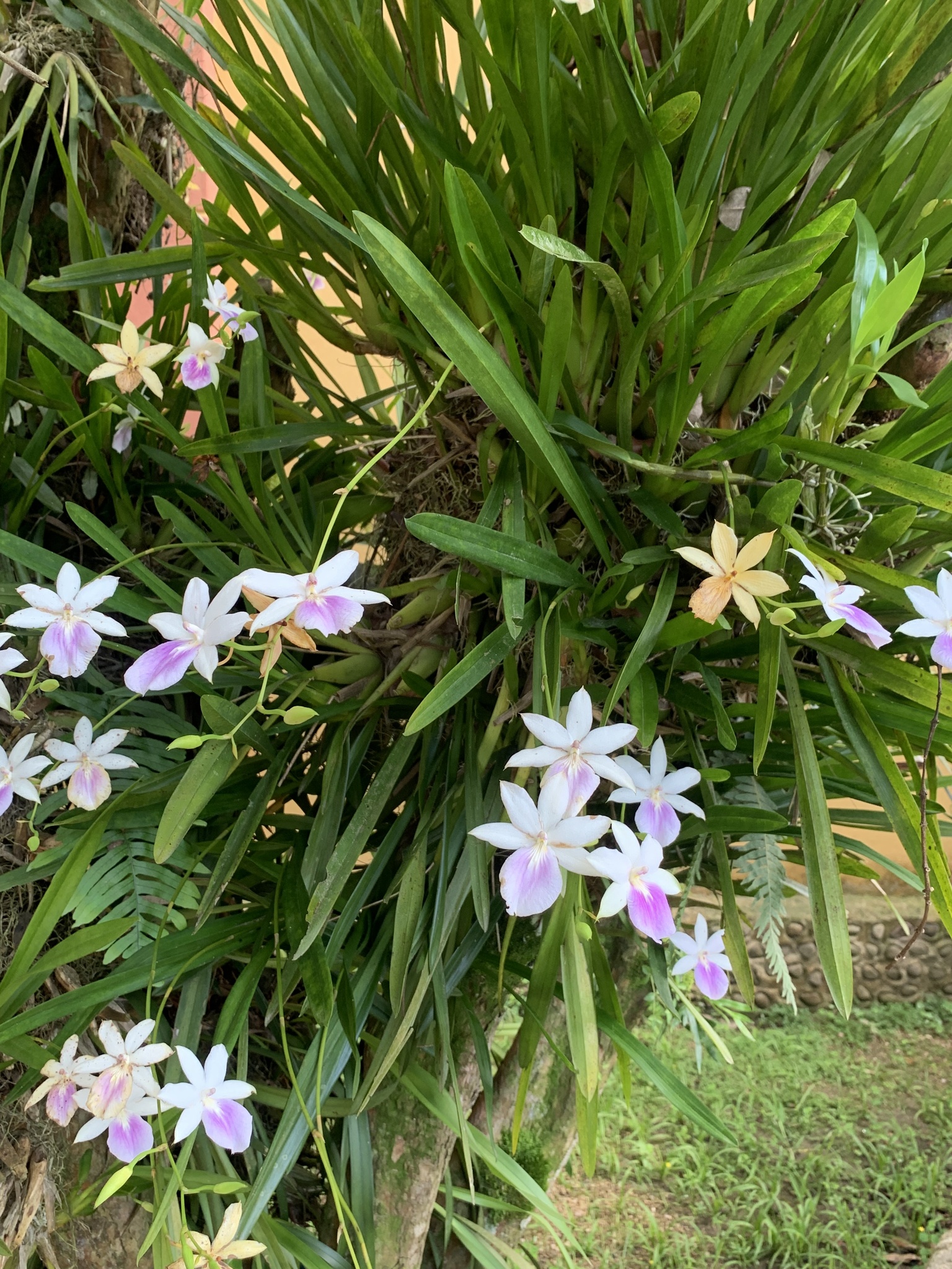 Imagem de Orquídea