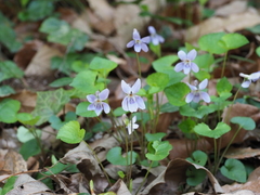 Viola grypoceras