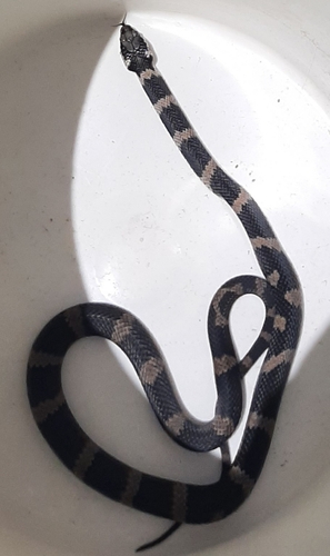 Stephens' Banded Snake sighting