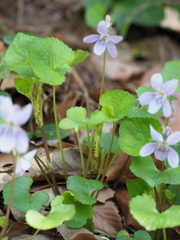 Viola grypoceras