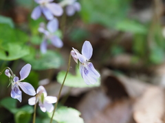 Viola grypoceras