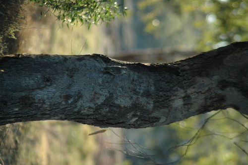 Climacteris picumnus