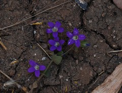 Campanula drabifolia