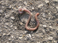 Lumbricidae