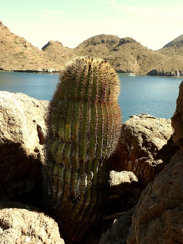 Image of Ferocactus diguetii by (c) Sue Carnahan, some rights reserved (CC BY)