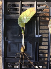 Cardiocrinum cordatum