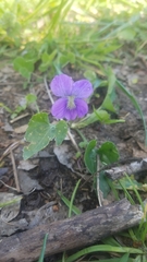Viola missouriensis
