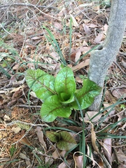Cardiocrinum cordatum
