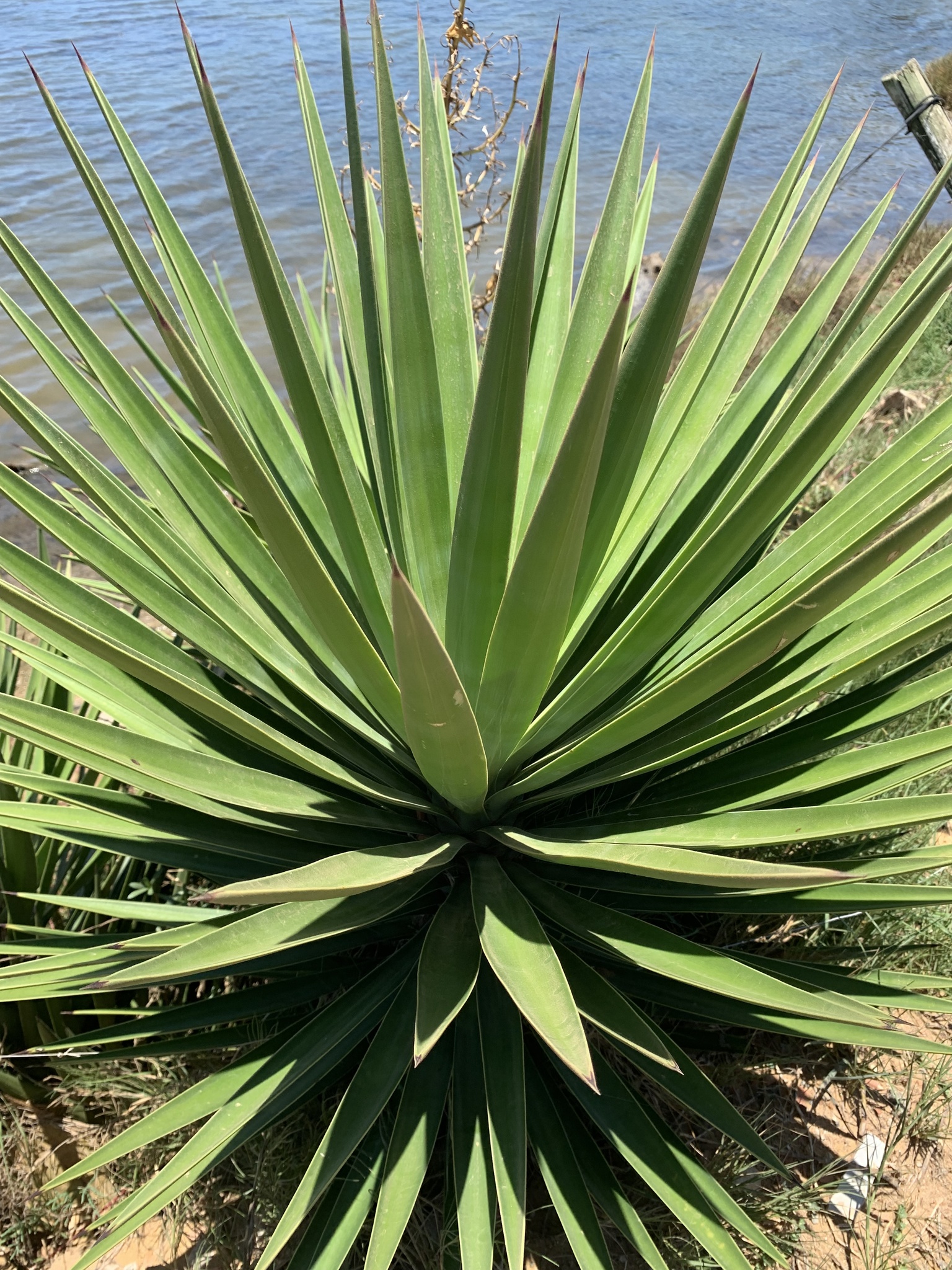 Imagem de Sisal