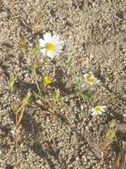 Layia glandulosa
