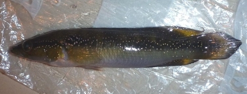 Whitespotted pike cichlid (Crenicichla albopunctata) — Cichlidae — 2