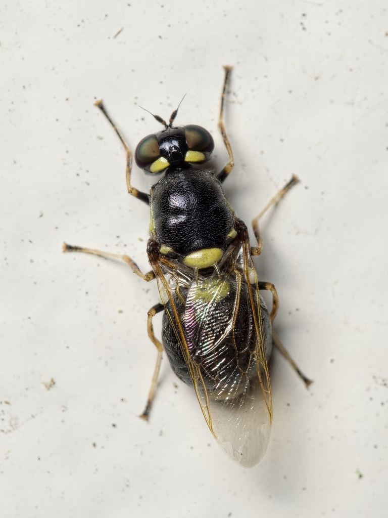 Twin-spotted Major, photo 1 of 10